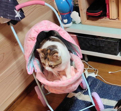 ベビーカー猫トリミング