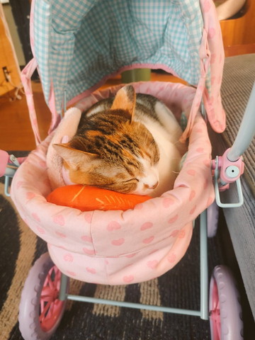 ベビーカーで寝る猫