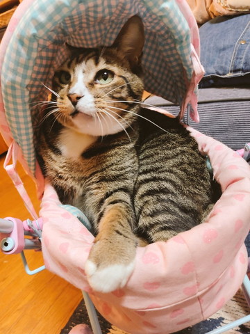 ベビーカーキジトラ猫