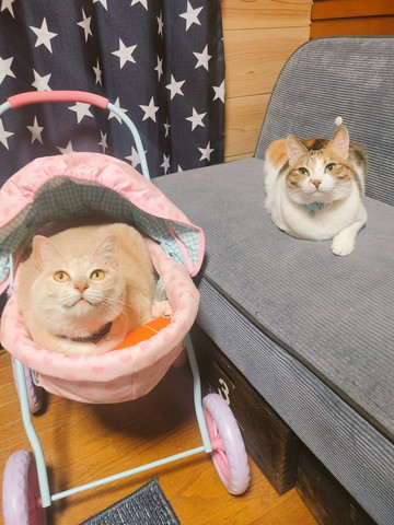 クリーム色猫ベビーカーとソファに三毛猫