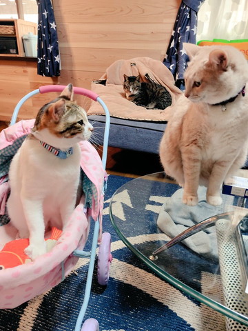 見つめ合う猫2匹の後ろに猫