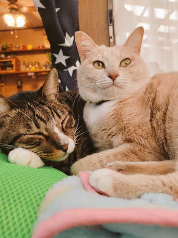 窓際猫2匹