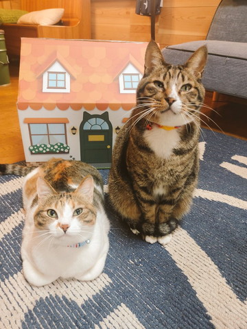 香箱座り猫お座り猫