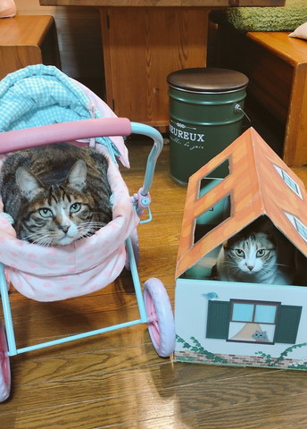 ベビーカーとミニハウス猫