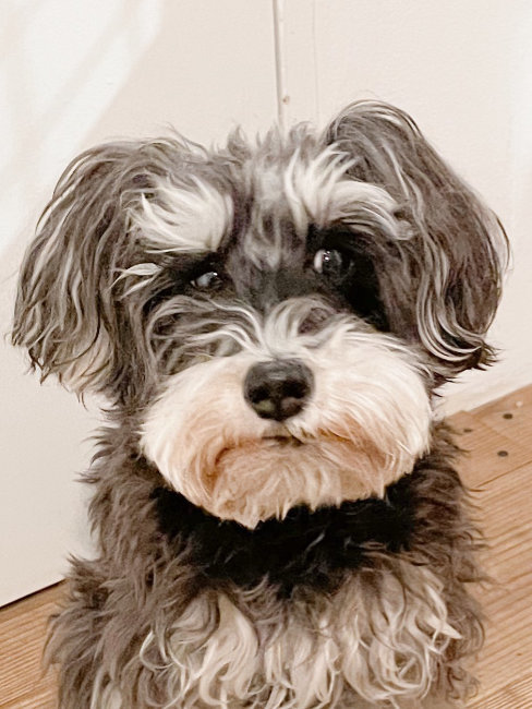 分かりやすく不満顔の犬