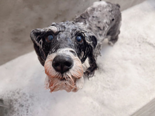 洗われている犬