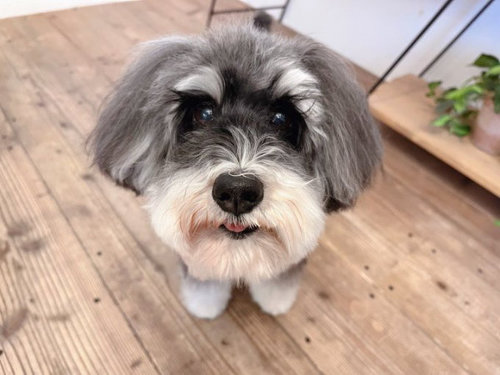 洗いあがりの犬