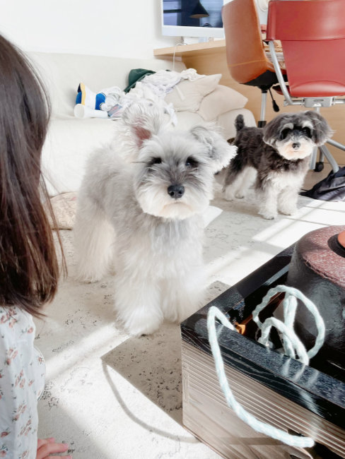 洗いたてでふわふわの犬たち