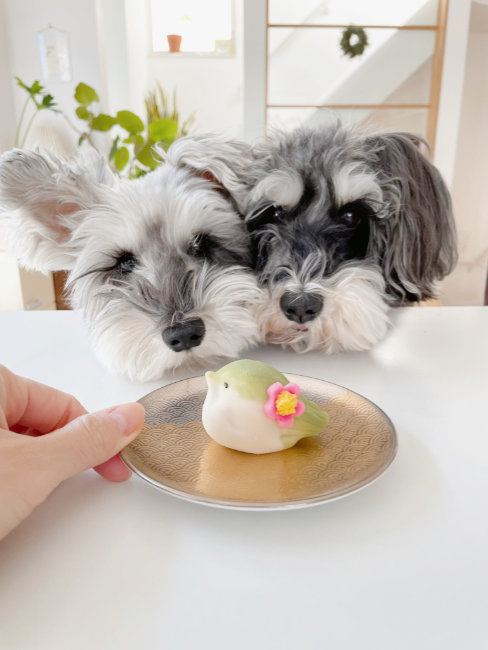 お菓子を見つめる犬たち