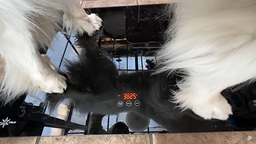 ルンルンちゃん体重