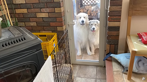 外からのぞくアランくんとベルちゃん