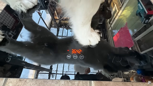 ベルちゃん体重