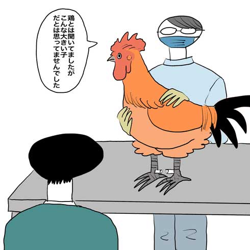 鶏