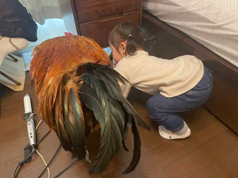 大きなニワトリ