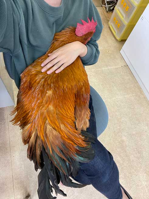 大きなニワトリ
