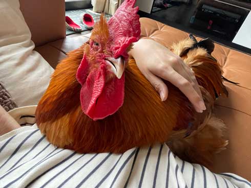 大きなニワトリ