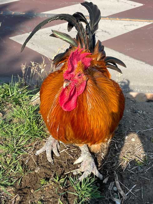 大きなニワトリ