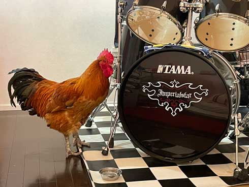 大きなニワトリ