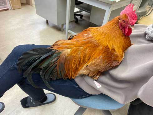 大きなニワトリ