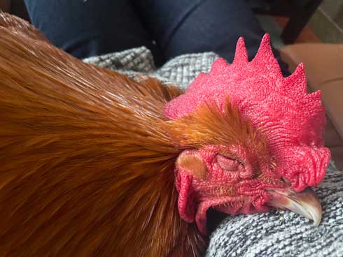 大きなニワトリ