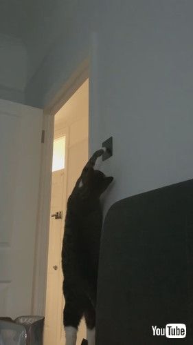 電気をつける猫