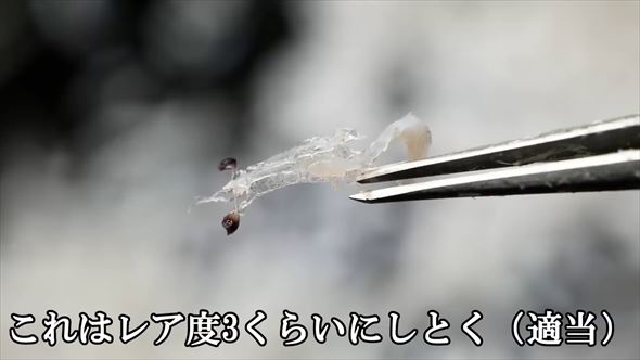 しらす ちりめんじゃこ 幼生