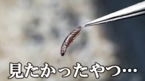 しらす ちりめんじゃこ 甲殻類