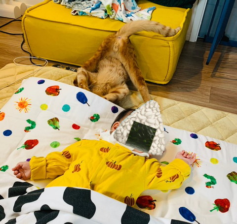 足広げて落下する猫