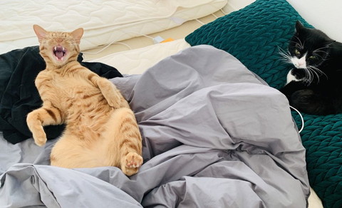 布団に猫2匹