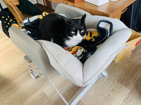 ベビーベッドらしきものに黒白猫