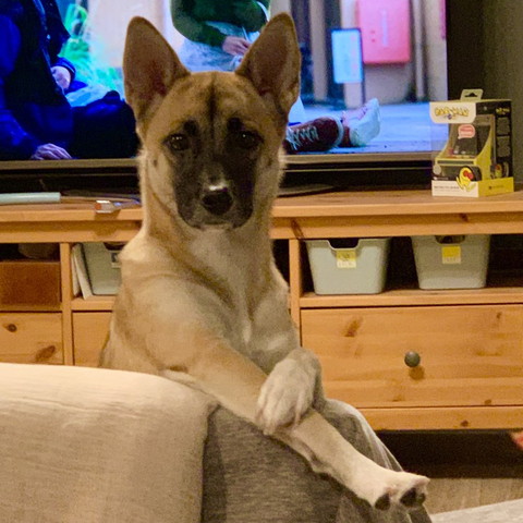 前足組むワンコ