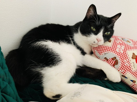 枕使って寝ようとする猫