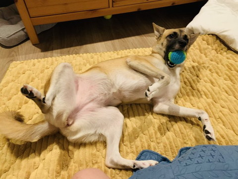 ボールくわえるワンコ