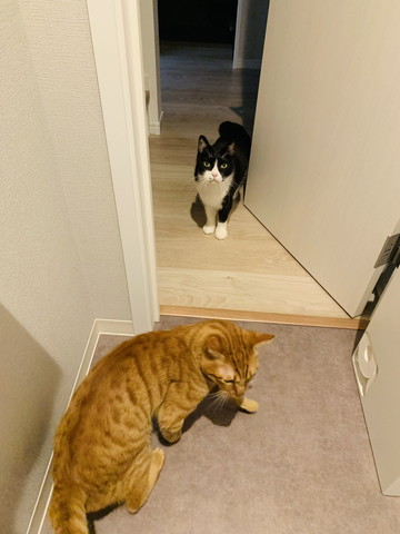トイレに猫2匹