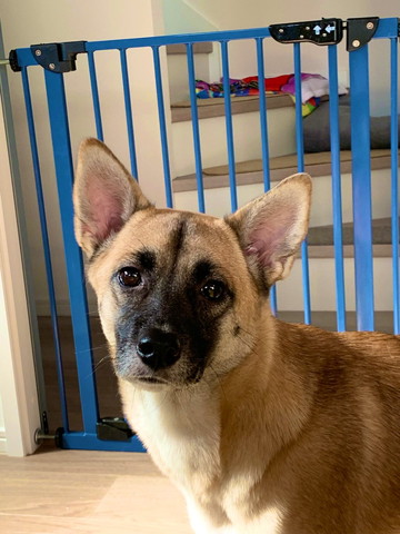 カメラ目線ワンコ