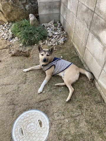 庭でくつろぐワンコ