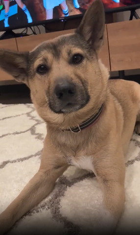 テレビ前ワンコ