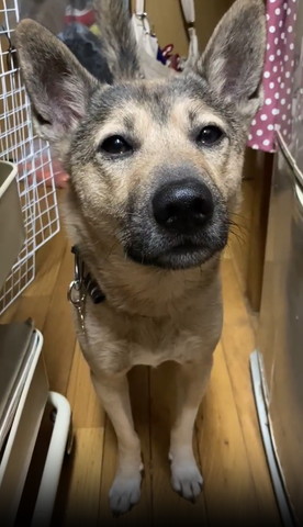 キッチンにいるワンコ