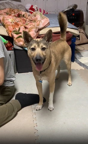 舌だしてるワンコ