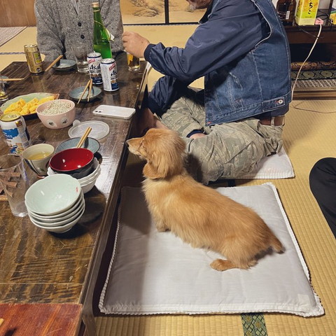 飲み会参加ワンコ後ろ姿