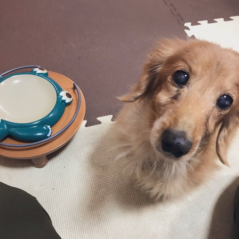 お皿とワンコ