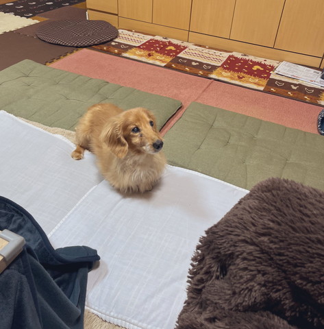 右方向見てるワンコ