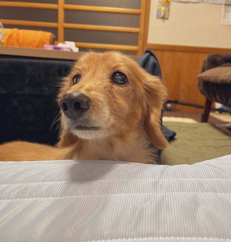 ベッドのぞくワンコ