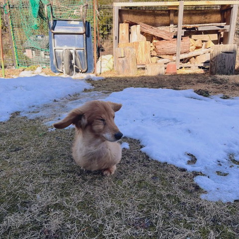 耳がなびいてるワンコ