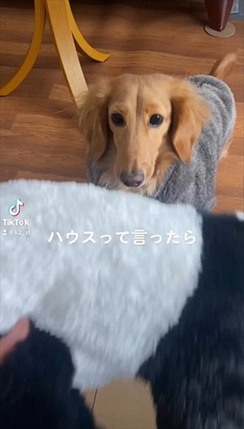 ハウスって言ったら……