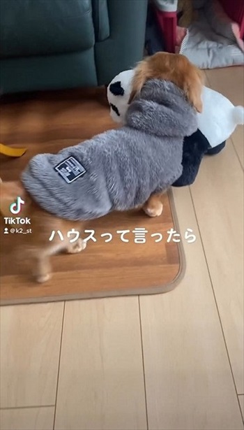 パンダをくわえる犬