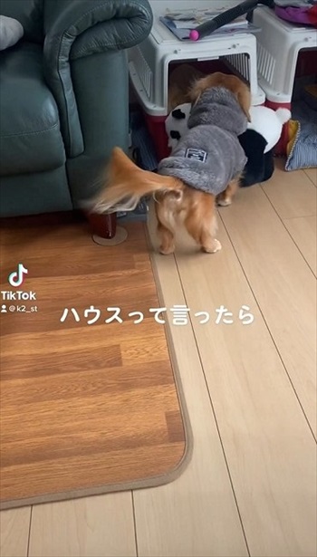 入らないぬいぐるみ