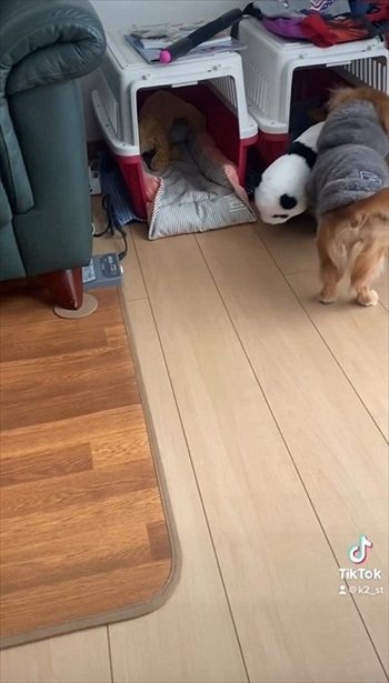 隣に移動する犬