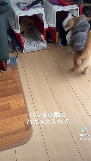 ハウスに入れる犬