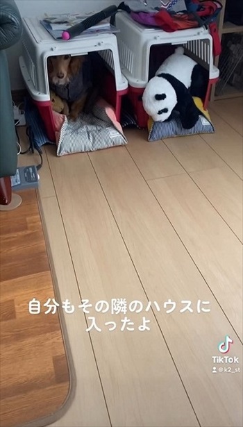 自分は隣に入る犬